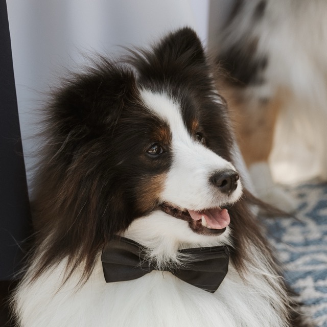Bentley, a tricolor sheltie wearing a bow tie