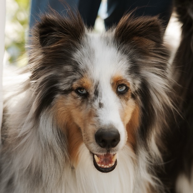 Jasper, a blue merle sheltie