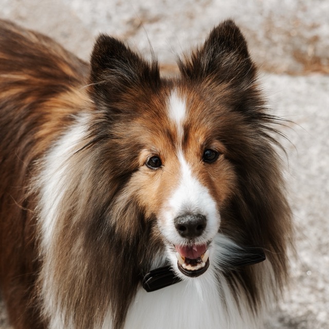 Mac, a sable sheltie