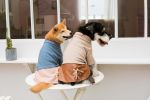Touchdog 'Modress' Fashion Designer Dog Sweater and Dress